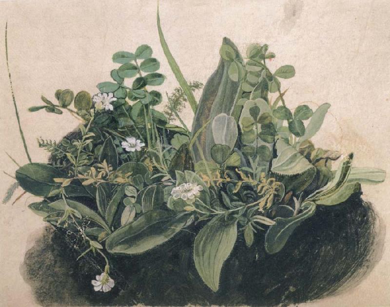 unknow artist Small Clump of Wayside Plants Sweden oil painting art